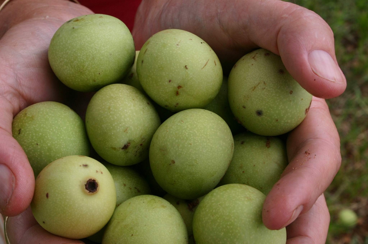Marula01.jpg
