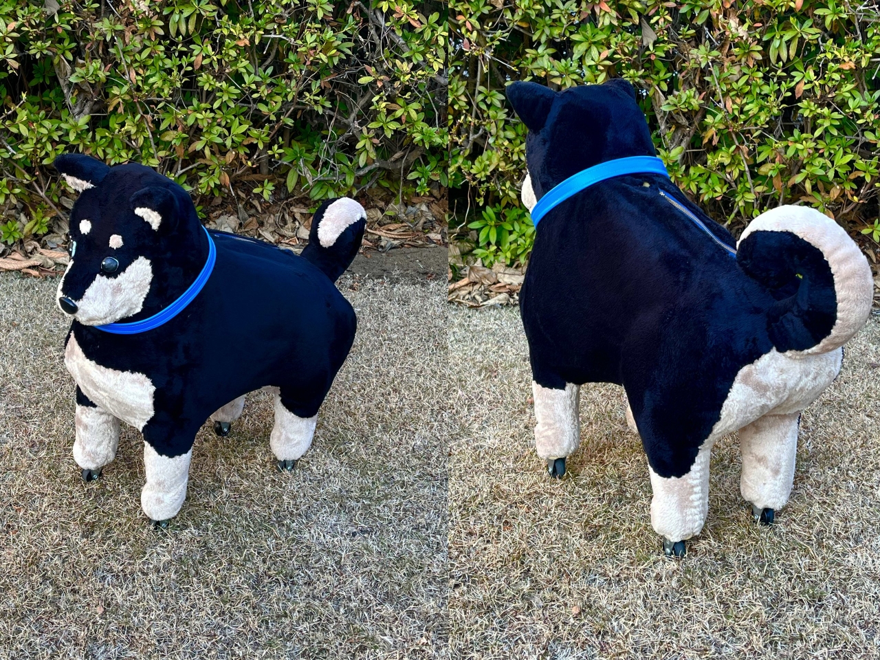 犬まえうしろ２.jpg