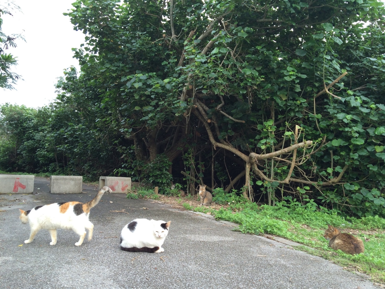12安藤さんがみつけた地域ねこ.JPG