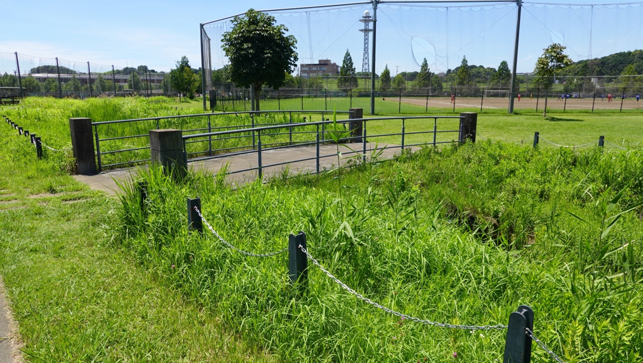 shinyoko_211.JPG