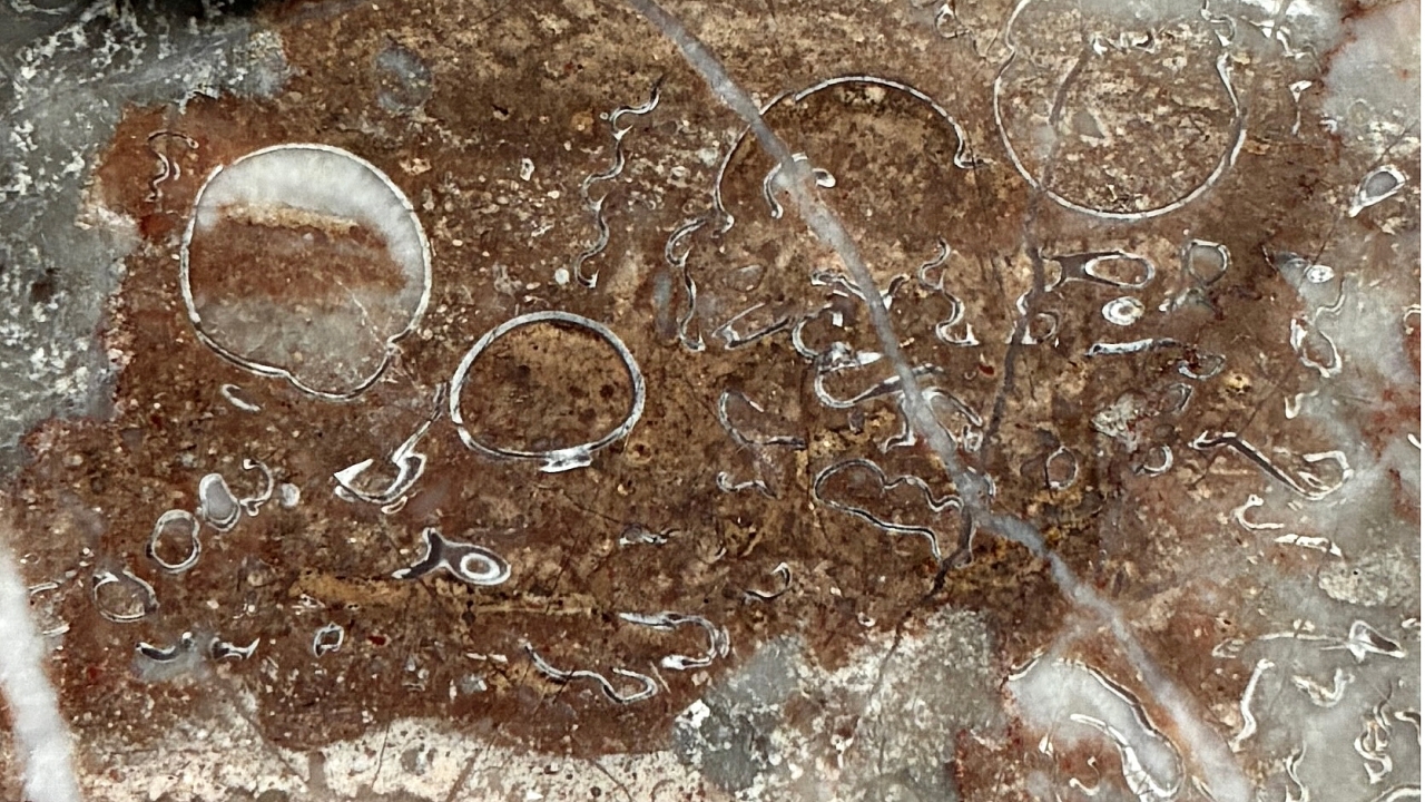 高田馬場駅前のビルに三葉虫の化石がある :: デイリーポータルZ