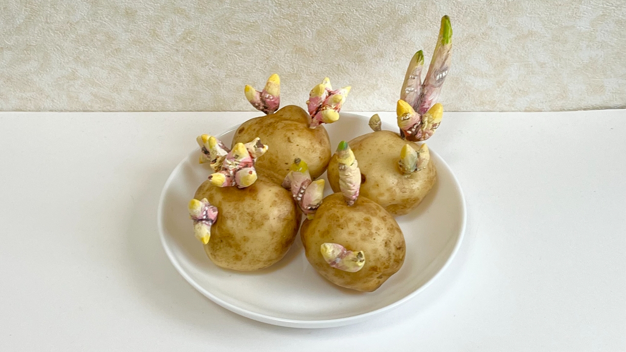 ジャガイモに芽をつける　好きに芽を出せる「ジャガイモの芽ピック」できました