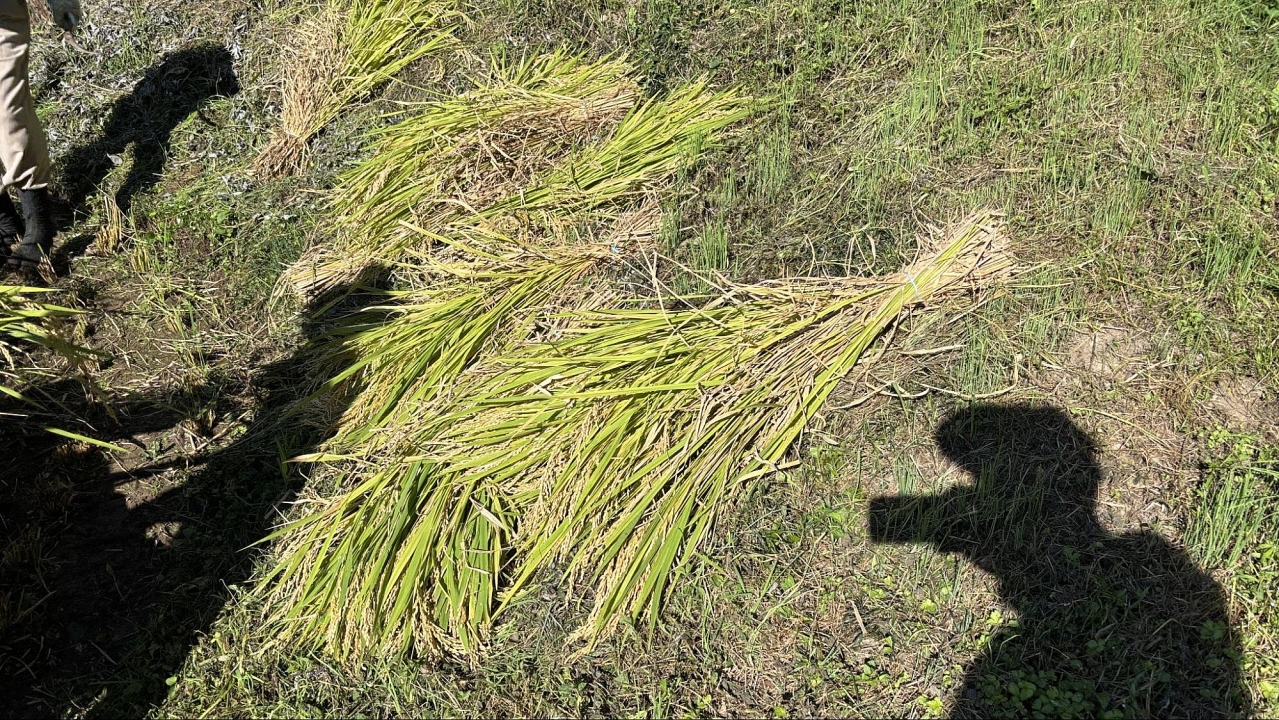 image12.jpg