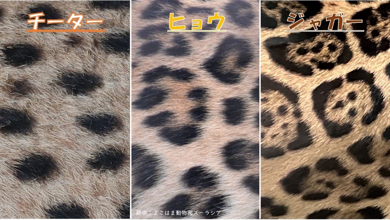 ヒョウ柄_20.jpg