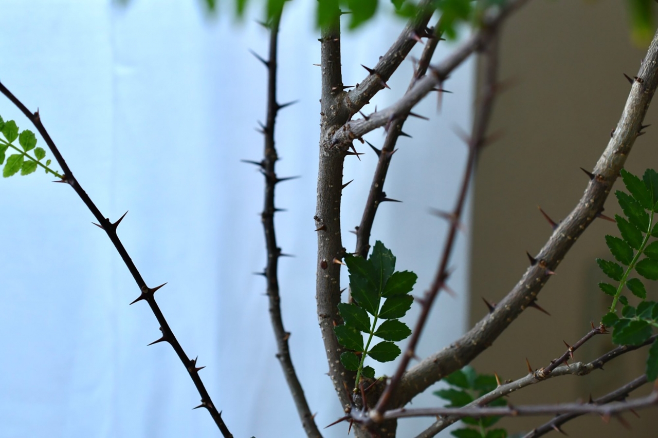 DSC_8770.jpg