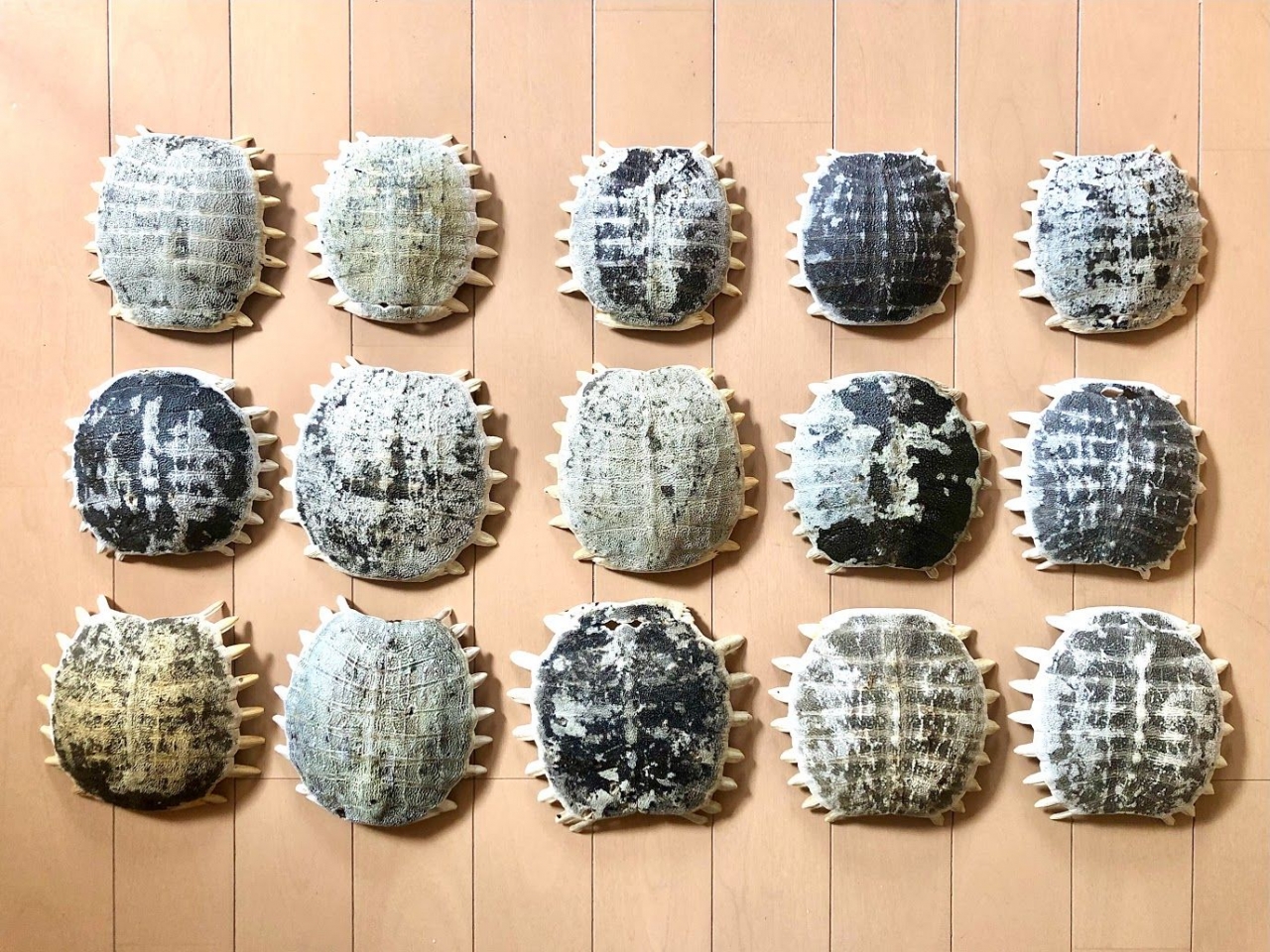 すっぽんの甲羅で鎧を作る　17.jpg