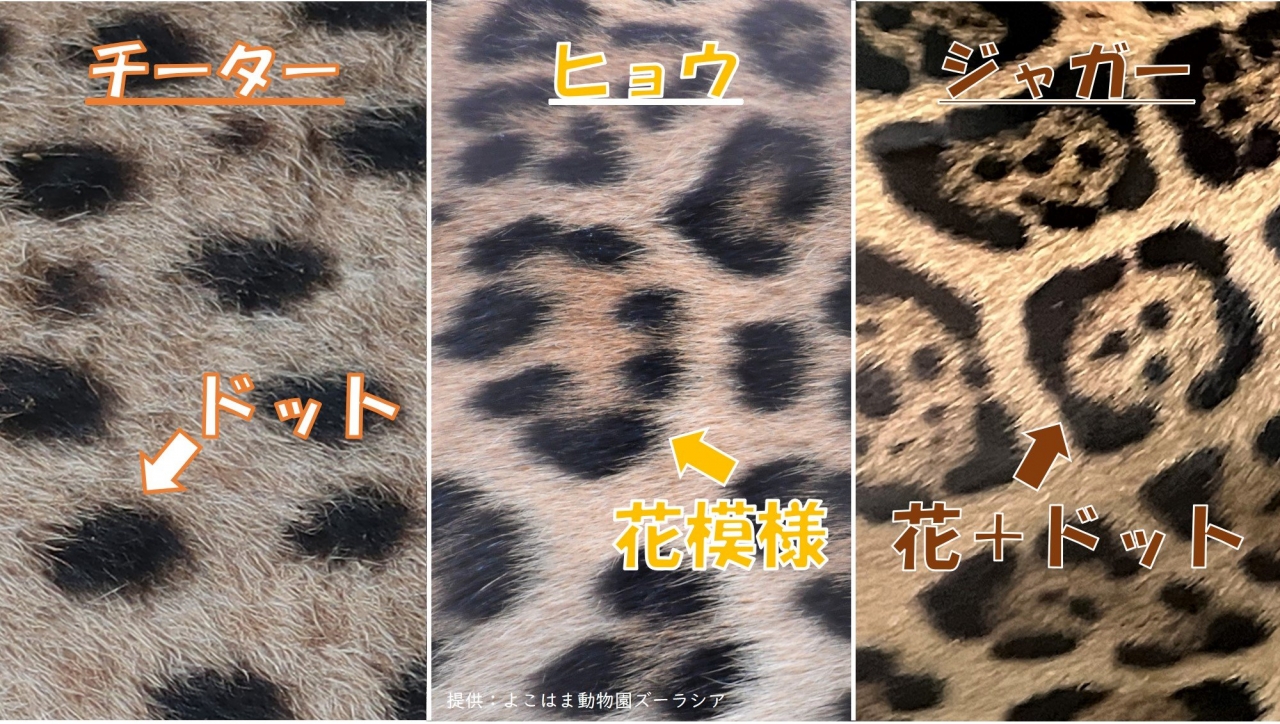 ヒョウ柄_10.jpg