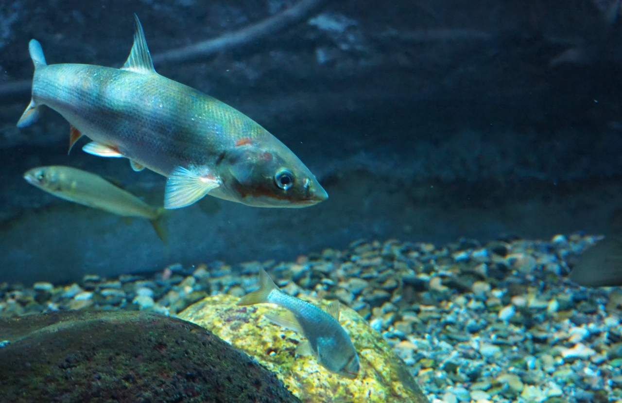 水槽の中の様子。小さな淡水魚が写っている