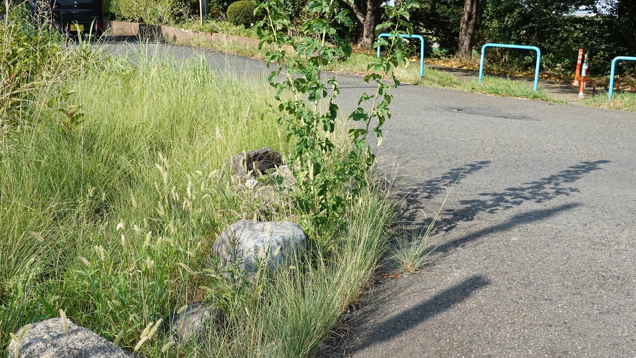 ishiishi_146.JPG