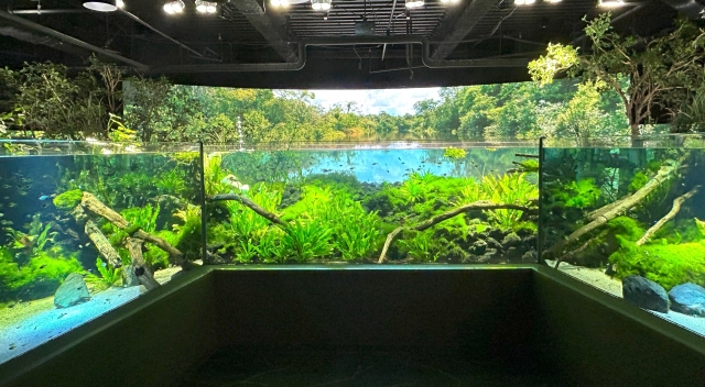 大型スクリーンにはアマゾンの湖が映り、その前には鮮やかに輝く水槽が並んでいる