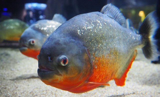 水槽の中の様子。ピラニアをズームで撮影。