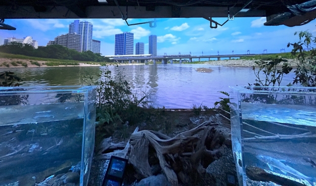 多摩川の映像の大型スクリーンの前には複数の水槽が並ぶ