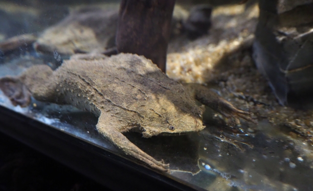 水槽の中の様子。茶色くてひらぺったい、大きなカエル