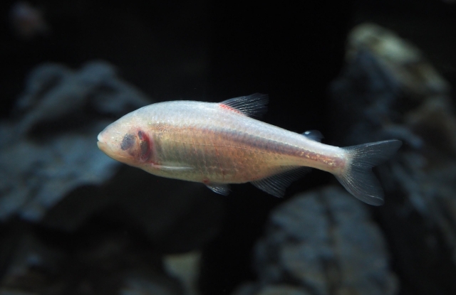 水槽の中の様子。一匹の白い魚。目が無い