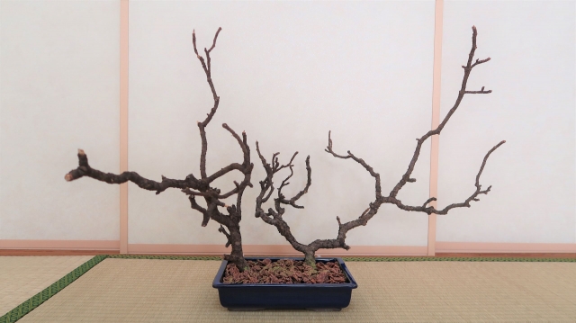 枯れ木 ポップコーンで枯れ木に花を咲かせましょう！ :: デイリーポータルZ