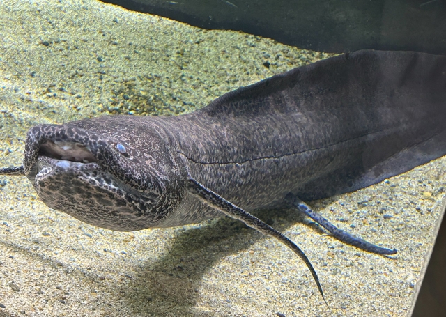 水槽の中の様子。黒くて太い魚。