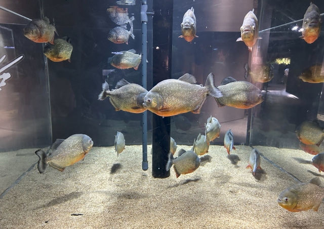 水槽の中の様子。20匹程度のピラニアが泳いでいる。