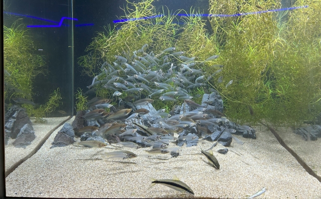 水槽の中の様子。小さい魚の群れ