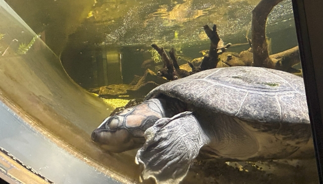 水槽の中の様子。スッポンモドキ（亀のような動物）