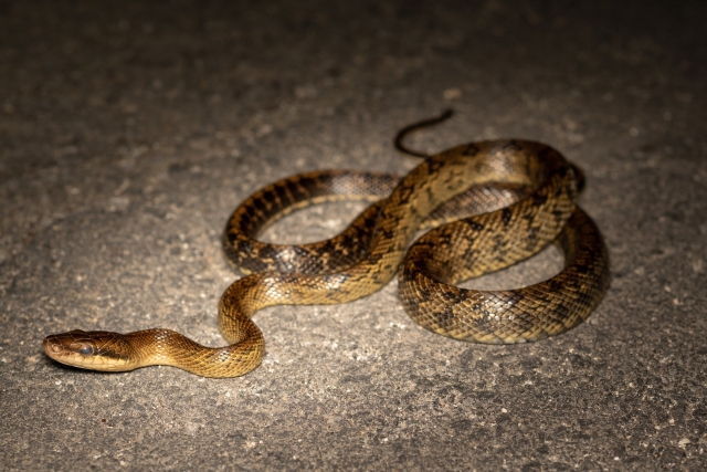 DSC00038 (2023-05-10T14_44_58.978).jpg