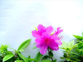 マウスオンで背景出ます