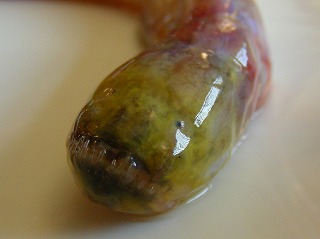 有明海のエイリアン ワラスボ を食べる デイリーポータルz