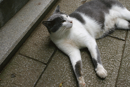 プルプル立体猫写真 デイリーポータルz