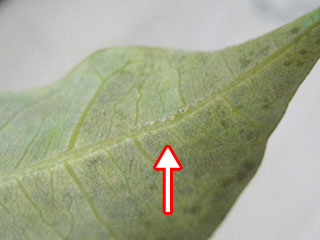 やんなかった企画と傑作写真 10年3月総集編 デイリーポータルz