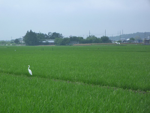 確かに加賀へ着いてからというもの、水田でサギの姿を見かけることが多かった。