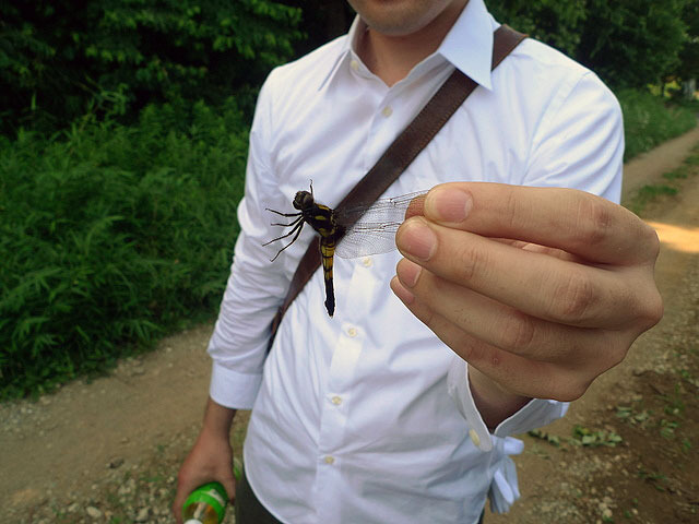 こちらはシオカラトンボ（たぶん）。素手なのに飛ぶ虫までサクッと捕まえるのがすごい