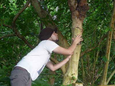 キノボリトカゲというだけあって木の幹にしがみついていることが多い。