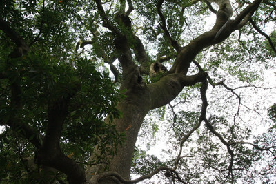 樹齢は約400年、樹高は20メートルだそうだ