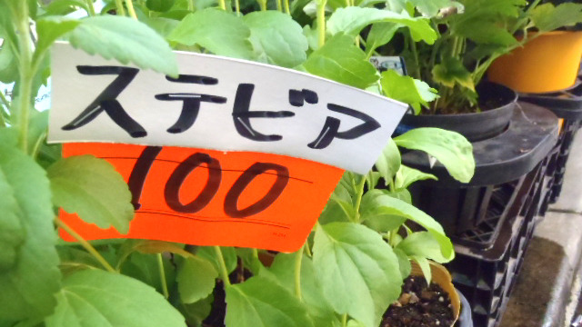 ステビアの苗、1株100円。安いね。