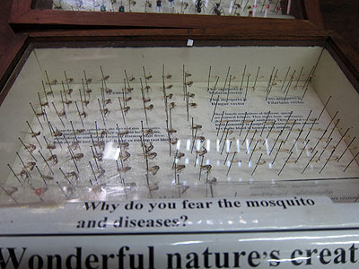市内にある昆虫博物館は、館長が蚊の研究者。蚊の標本というのを初めて見た（蚊だけで2000種類近く展示されているけど、違いはよくわかりませんでした…）