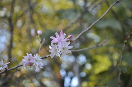 11/26に咲いてる桜。