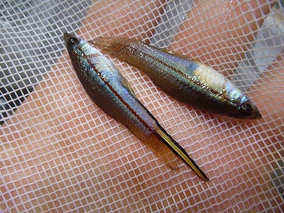 さらにこちらはメキシコ原産のソードテールという魚。オスのしっぽが剣のように長いのが特徴。雰囲気はグッピーの親玉といった感じ。