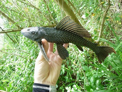 このヘンテコな形の魚はマダラロリカリアという南米原産のナマズの一種。通称｢プレコ｣。