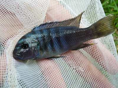 別の池ではまるで海水魚のような見た目の熱帯魚も採れた。ティラピアと同じシクリッドという分類群の魚の一種。