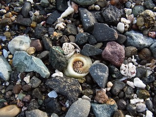 小石と小貝とサザエのふた。本体はどこに。