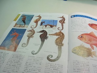 タツノオトシゴは別の図鑑でようやく発見。実物には水族館で会ってください。
