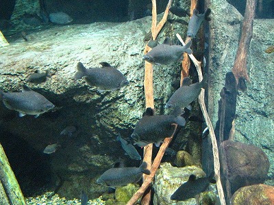 コンゴ川水槽は割と落ち着いた色合いの魚が多かった。
