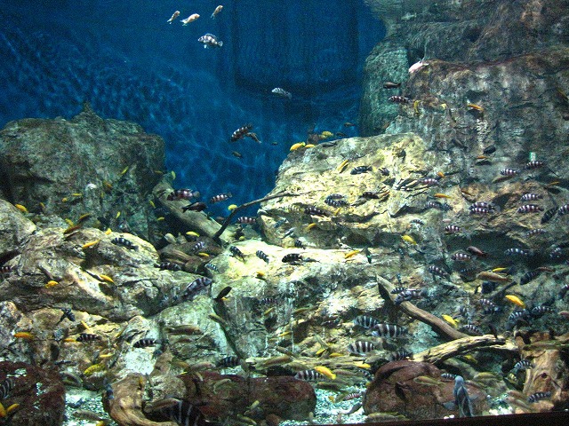 でもタンガニーカ湖水槽は一転してきらびやか。一瞬サンゴ礁の魚を展示しているのかと思った。