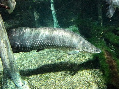 ウロコのある淡水魚では世界最大といわれるピラルクもいた。