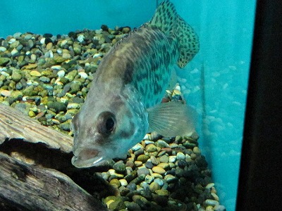 これは中国大陸東部に生息するケツギョという魚。