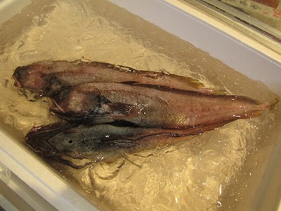 深海魚が平然と売られている。これはエゾイソアイナメ（ドンコ）かな？