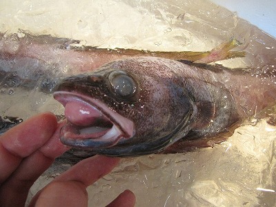市場に揚がっていた深海魚は水揚げ時の水圧差に負けて口から浮き袋が飛び出していた。