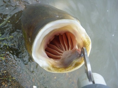 水中に散在しているプランクトンを漉しとるために異様に発達した鰓が口からのぞく。