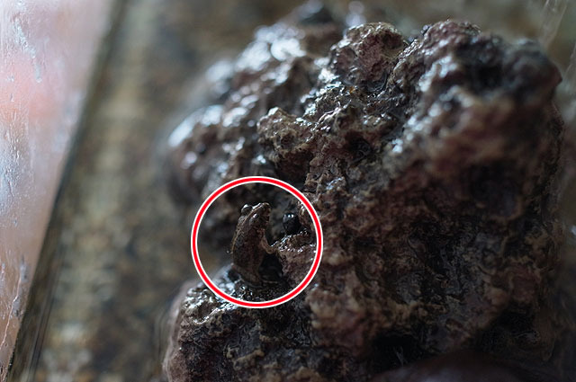 適材適所でない虫の擬態 デイリーポータルz