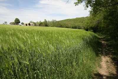 麦畑の道を行く