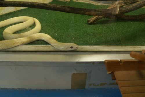 これが「白蛇」アオダイショウの白化個体。ありがたや。